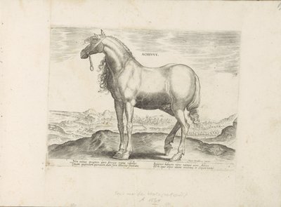 Pferd aus Griechenland (Paardenrassen uit de Koninklijke stallen van Don Juan van Oostenrijk) von Anonymous