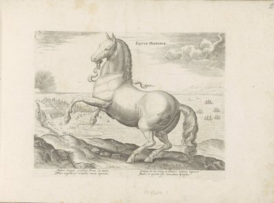 Pferd aus Spanien von Anonymous