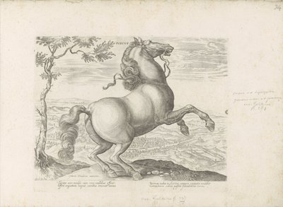 Pferd aus der Toskana (Equile, in quo omnis generis generosissi: morum equorum ex varijs orbis partibus insignis delectus) von Anonymous