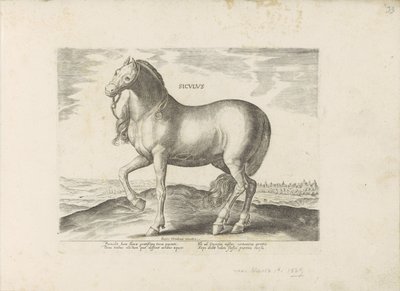 Pferd von Sizilien von Anonymous