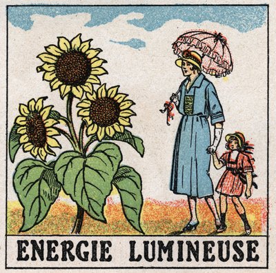 Lichtenergie: Sonnenblume wird von Sonnenlicht beeinflusst. Anonyme Illustration von 1925. Private Sammlung. von Anonymous Anonymous