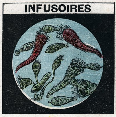 Lichtprojektion: Verwendung einer Projektionslaterne zur Beobachtung von Infusorien. Anonyme Illustration von 1925. Private Sammlung. von Anonymous Anonymous