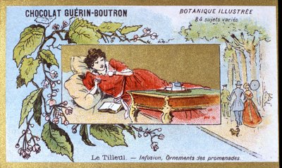 Linde: Aufguss, Spaziergangsornamente. Chromolithographie-Werbung für Guerin-Boutron-Schokoladen, späte 19. Jahrhundert. Illustrierte Botanische Serie von Anonymous Anonymous