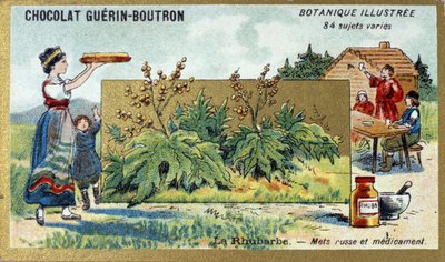 Rhabarber: russisches Nahrungsmittel und Medizin. Gravur (Chromo). Werbe-Chromolithographie für Guerin-Boutron-Schokoladen, Ende des 19. Jahrhunderts. Illustree Botanische Serie von Anonymous Anonymous