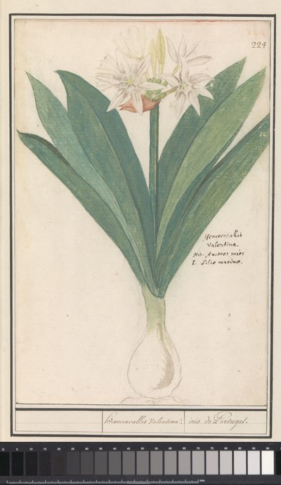 Amaryllis (Hippeastrum) von Anselmus Boëtius de Boodt