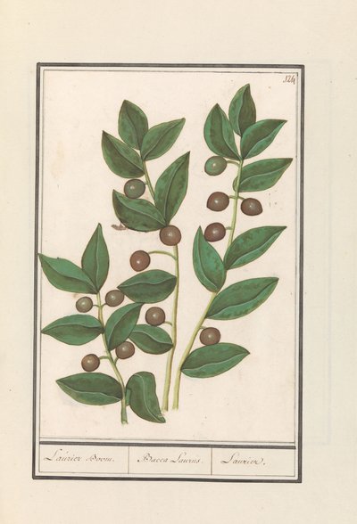 Olive (Olea europaea) Laurierbaum. / Bacca Laurus. / Laurier (Titel auf Objekt) von Anselmus Boëtius de Boodt