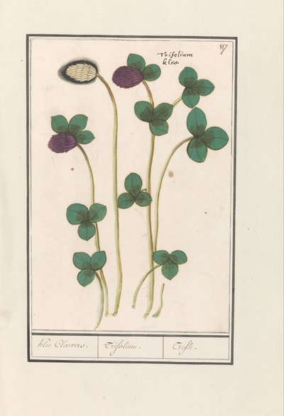 Roter Klee (Trifolium pratense) von Anselmus Boëtius de Boodt