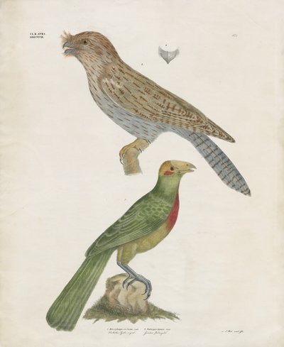 Bartvogel und Racke von Anstalt Arnz & Co.