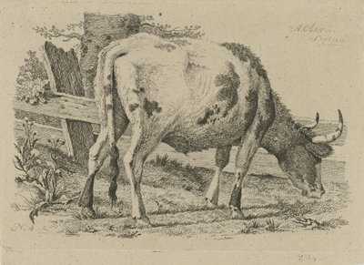 Weidende Kuh bei einem Zaun von Anthony Oberman