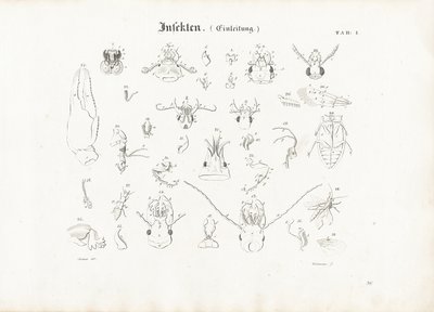 Anatomie der Insekten von Anton Wachsmann