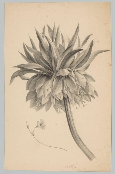 Blume auf Stiel (Blumen- und Fruchtstudien, 3. Folge) von Anton Weiss