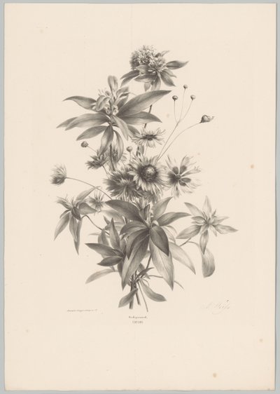 Diverse Blumen von Anton Weiss