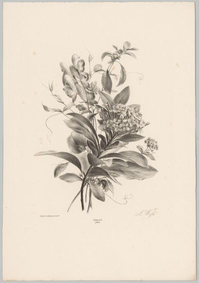 Hortensien und andere Blumen von Anton Weiss