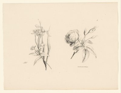 Rose und andere Blume von Anton Weiss