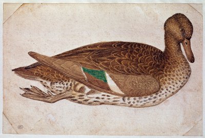 Weibliche Krickente, schwimmend, im Profil nach rechts. Zeichnung von Pisano Antonio di Puccio dit il Pisanello (1380-1455), ca. 1430-40. Aquarell, braune Tinte, schwarzer Stein, Feder, weiße Flächen. Louvre, Kabinett der Zeichnungen von Antonio Pisanello