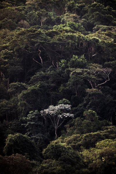 Embauba III, 2019 von Antonio Schubert