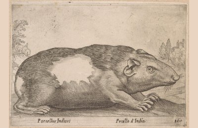 Meerschweinchen von Antonio Tempesta