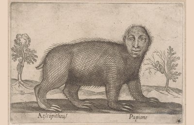Faultier (Tiere und Fabelwesen) von Antonio Tempesta