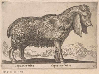 Mambrina-Ziege (Tiere und Fabelwesen, Nova raccolta de li animali piu curiosi del mondo) von Antonio Tempesta