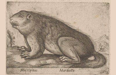 Murmeltier (Serientitel: Dieren en fabelwezens, Nova raccolta de li animali piu curiosi del mondo) von Antonio Tempesta