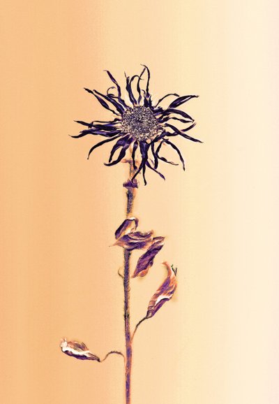 Alte Blume - Aprikose von Antonius Antonius