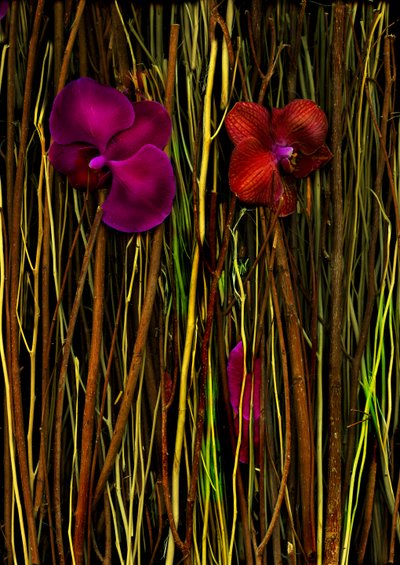 Blüten Nr. 2, 2014 von Antonius Antonius