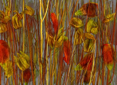 Der geheime Wald, 2014 von Antonius Antonius