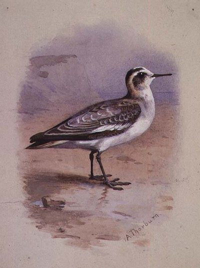 Ein Grauer Phalarope von Archibald Thorburn