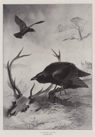 Ein hungriger Rabe von Archibald Thorburn