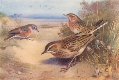 Alpen- oder Wasserpieper, Rotkehlpieper, Richards Pieper von Archibald Thorburn