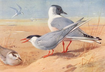 Arktische Seeschwalbe (Erwachsener und Jungtier), Bonapartemöwe von Archibald Thorburn
