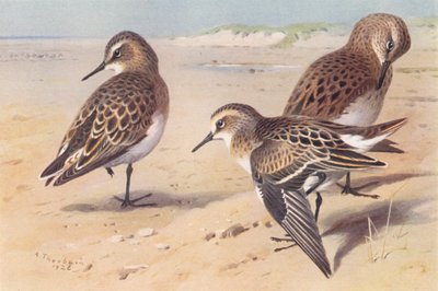 Bairds Strandläufer, Bonapartes Strandläufer, Zwergstrandläufer (unreif, Herbst) von Archibald Thorburn