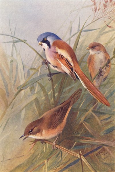 Bartmeise (männlich und weiblich), Savi-Rohrsänger von Archibald Thorburn