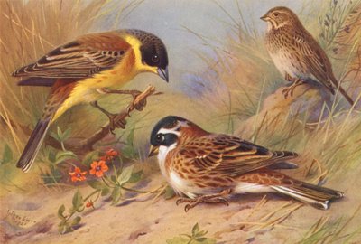 Schwarzkehlammer, Grauammer, Waldammer von Archibald Thorburn