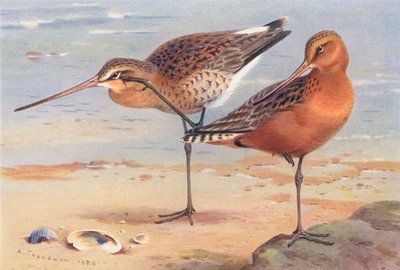 Pfuhlschnepfe (Sommer), Pfuhlschnepfe (Sommer) von Archibald Thorburn