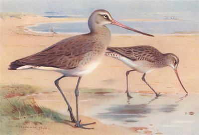 Schwarzschwanz-Brachvogel (Winter), Pfuhlschnepfe (Winter) (Farblithografie) von Archibald Thorburn
