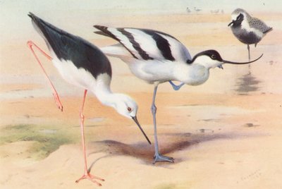 Schwarzflügel-Stelzenläufer, Säbelschnäbler, Kiebitzregenpfeifer (Sommer) von Archibald Thorburn
