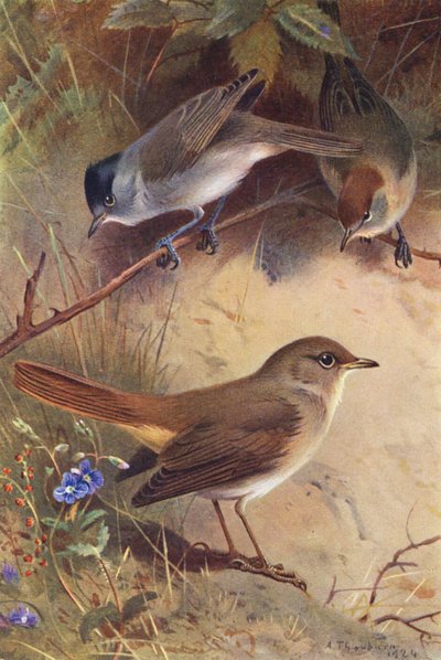 Mönchsgrasmücke (männlich und weiblich), Nachtigall von Archibald Thorburn