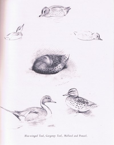 Blaue Flügelente, Knäkente, Krickente, Stockente und Spießente von Archibald Thorburn