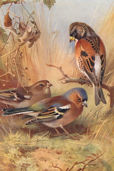 Bergfink, Buchfink (männlich und weiblich) von Archibald Thorburn