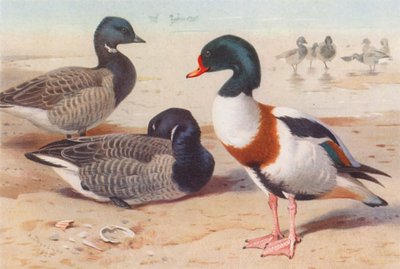 Ringelgans, Brandente von Archibald Thorburn