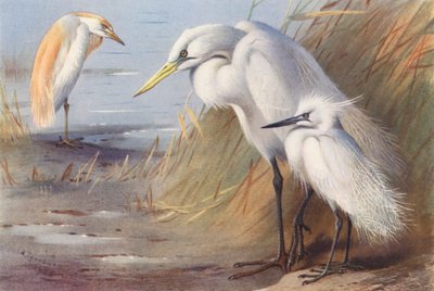 Buff-Backed Reiher, Großer Weißer Reiher, Kleiner Silberreiher von Archibald Thorburn