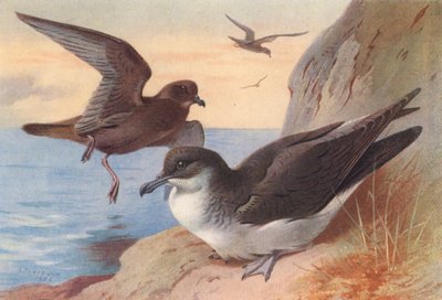 Bulwers Sturmtaucher, Manx Sturmtaucher von Archibald Thorburn
