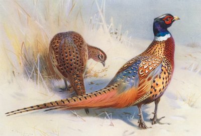 Chinesischer Ringfasan (männlich und weiblich) von Archibald Thorburn