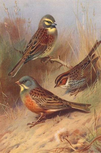 Zaunammer, Zwergammer, Ortolan von Archibald Thorburn