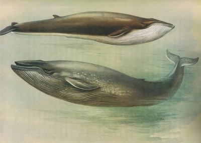 Gemeiner Finnwal, Sibbalds Finnwal oder Blauwal, aus Thorburns Säugetiere, veröffentlicht von Longmans und Co, ca. 1920 von Archibald Thorburn