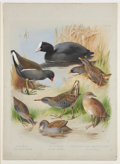 Blässhuhn, Teichhuhn, Rallen und Sumpfhühner, ca. 1915 von Archibald Thorburn
