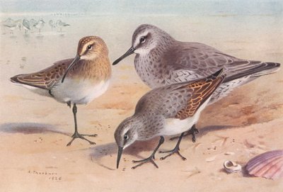 Sichelstrandläufer (unreif, Herbst), Knutt (Winter), Alpenstrandläufer (Winter) von Archibald Thorburn