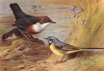 Wasseramsel, Grauwagenschwanz von Archibald Thorburn