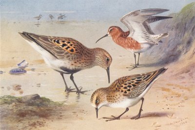 Alpenstrandläufer (Sommer), Sichelstrandläufer (Sommer), Zwergstrandläufer (Sommer) von Archibald Thorburn